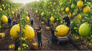 Cómo cultivaron limones en el desierto ¡los resultados podrían sorprenderte!