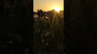 Природа. Донецька область. Україна. Захід сонця. #донецькаобласть #nature