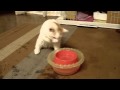 おかき、水遊び Okaki which plays with water