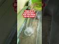 TERNAK LELE UMUR 2 BULAN DI AQUARIUM #ikanlele #ternaklele #aquarium #ketahananpangan
