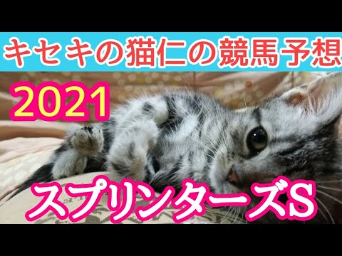 スプリンターズＳ2021　キセキの猫仁の競馬予想
