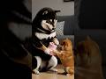 ハッピーバレンタインだワン 💝🐶Happy Valentine’s Day #柴犬はるの子育て日記 #柴犬 #癒し動画 #shibainu #ai #ai生成動画