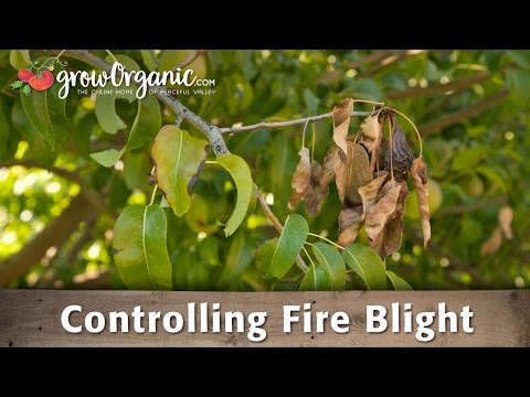 Video: Pear Tree Blight Treatment - Hantera brandbränna i päron