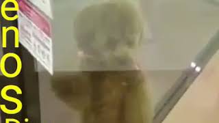 Animales bailando