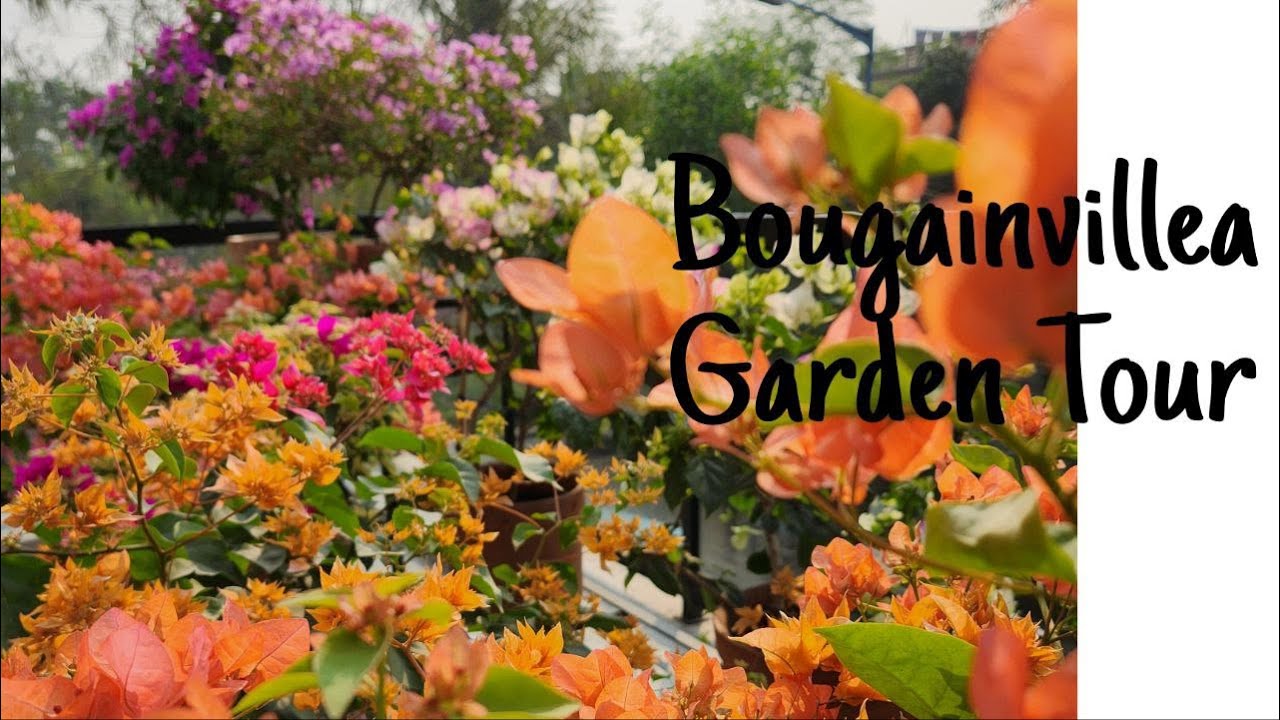 আমার বাগান বিলাস|নাম ও প্রজাতি সমেত|Bougainvillea garden tour |15+variety with id names|meraki|