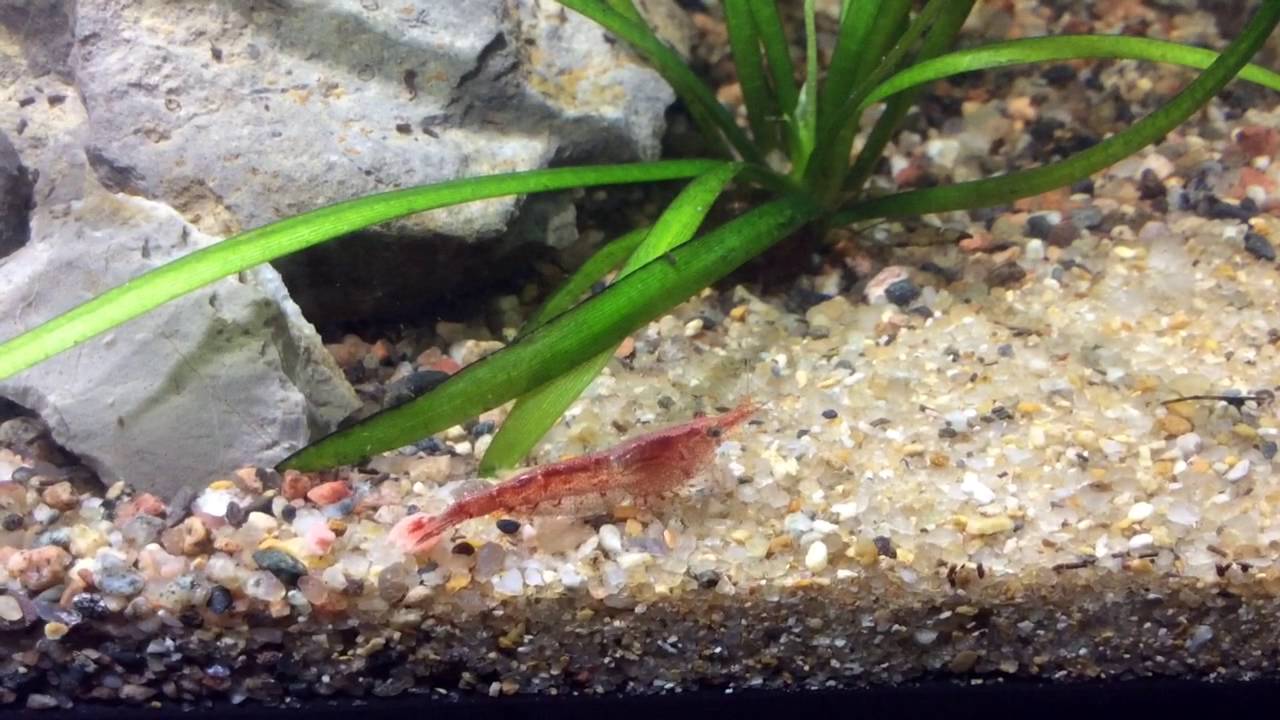 Креветка вишня в нано аквариуме 5 литров