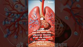 ফুসফুস / Lungs #shortvideo #science #viral #viralvideo #lunghealth #shorts #short #youtubeshorts