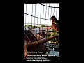 Kicauan Trotolan Anis Merah Belajar Ngeplong Membuat Burung Percaya Diri Gan Gacor Ngelawan Mp3 - Mp4 Download