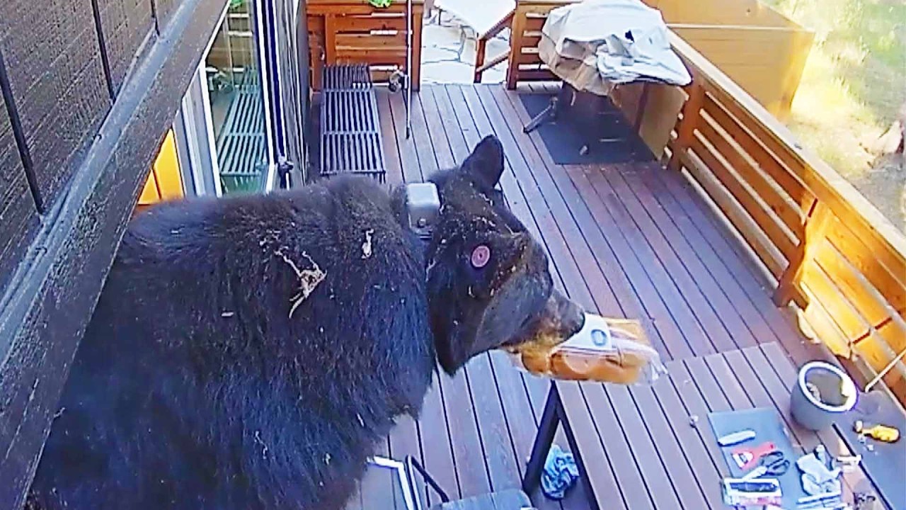 How To Keep Bears Away From Your House