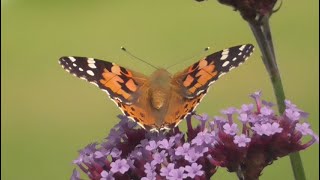 To Attract Butterflies Grow Verbena I had 8+ Tortoiseshells + 1 Painted Lady in Belfast Garden Today