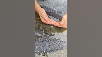 Thumbnail of A happy ending || watch the inspiring || rescue of these  Stingray fish || #shorts