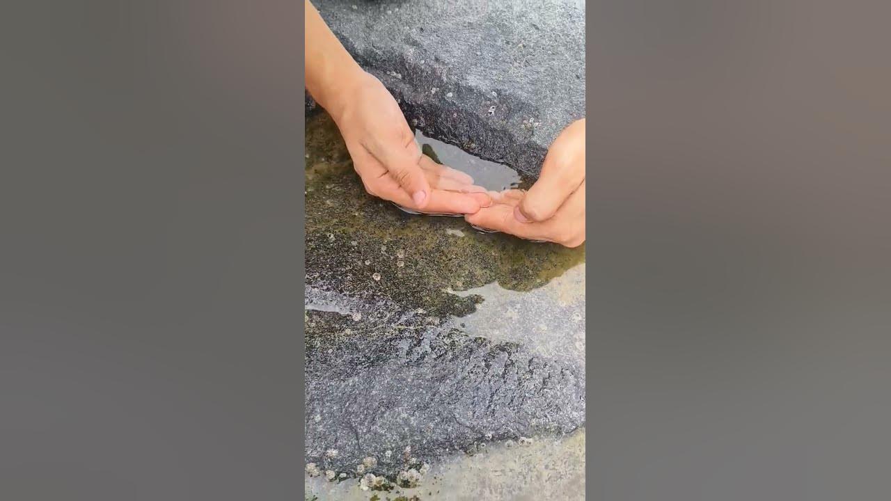 A happy ending || watch the inspiring || rescue of these  Stingray fish || #shorts