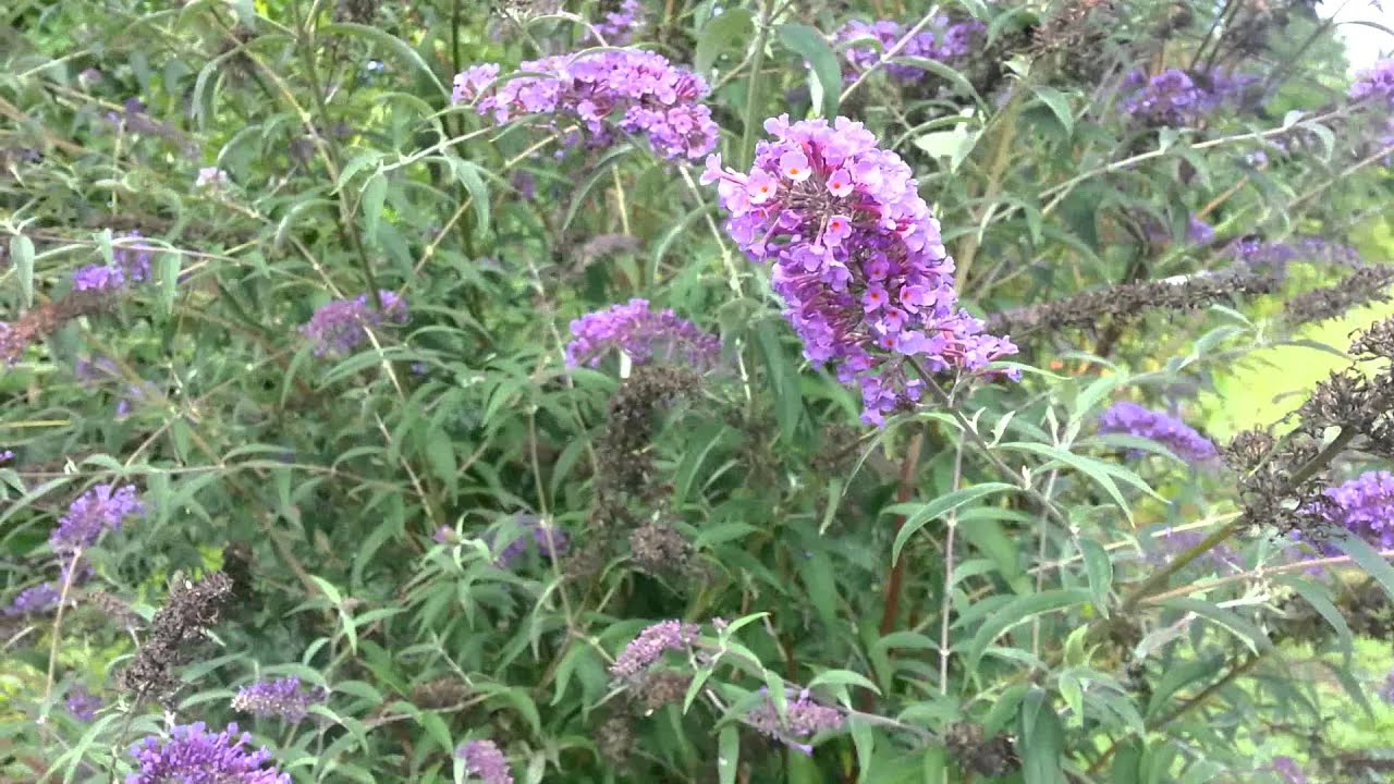 Butterfly Bush YouTube