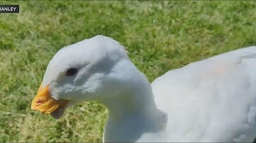 Texas school 3D prints new bill for a duck in need | "Help for Polly"