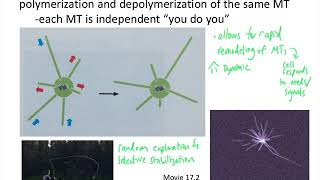 Cytoskel Mts Dynamic Instability