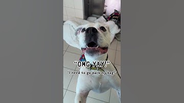 Deaf Shelter Dog is Told He