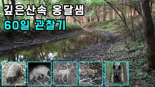 산속 옹달샘에 60일 동안 카메라 설치ㅣ야생동물 촬영