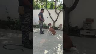 boxer puppy Training 😺 #boxer #shorts #dog #dogtraining #boxerdog #boxerdoodle