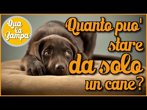 Quante ore può stare solo un cane? | Qua la zampa