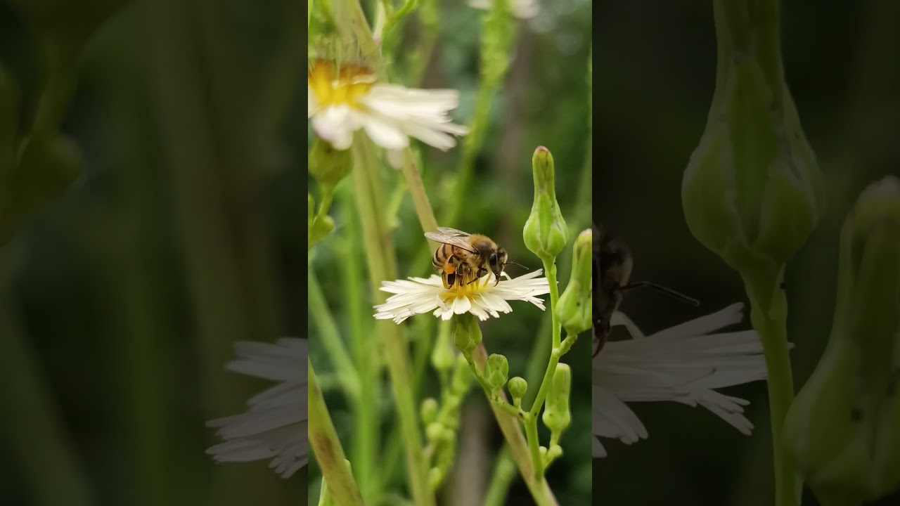 Abelhas sem ferrão e apis coletando polén 