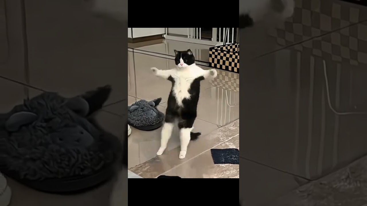 Competitive Cat Shines on the Dance Floor 🐱💃 