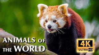 Animals Of The World 4K - Scenic Wildlife Film With Calming Music