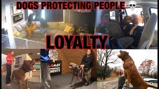 Loyal dogs protecting owners! Dogs are better then GUNS! Loyal dogs protecting owners! Dogs are better then GUNS!