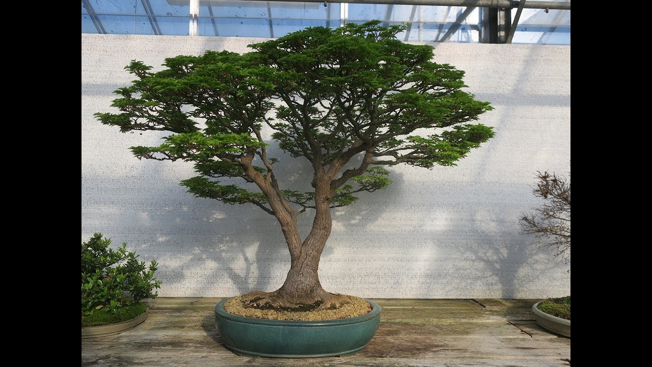 Bonsai Center Ginkgo, Heirweg 190, 9270 Laarne, Belgique YouTube