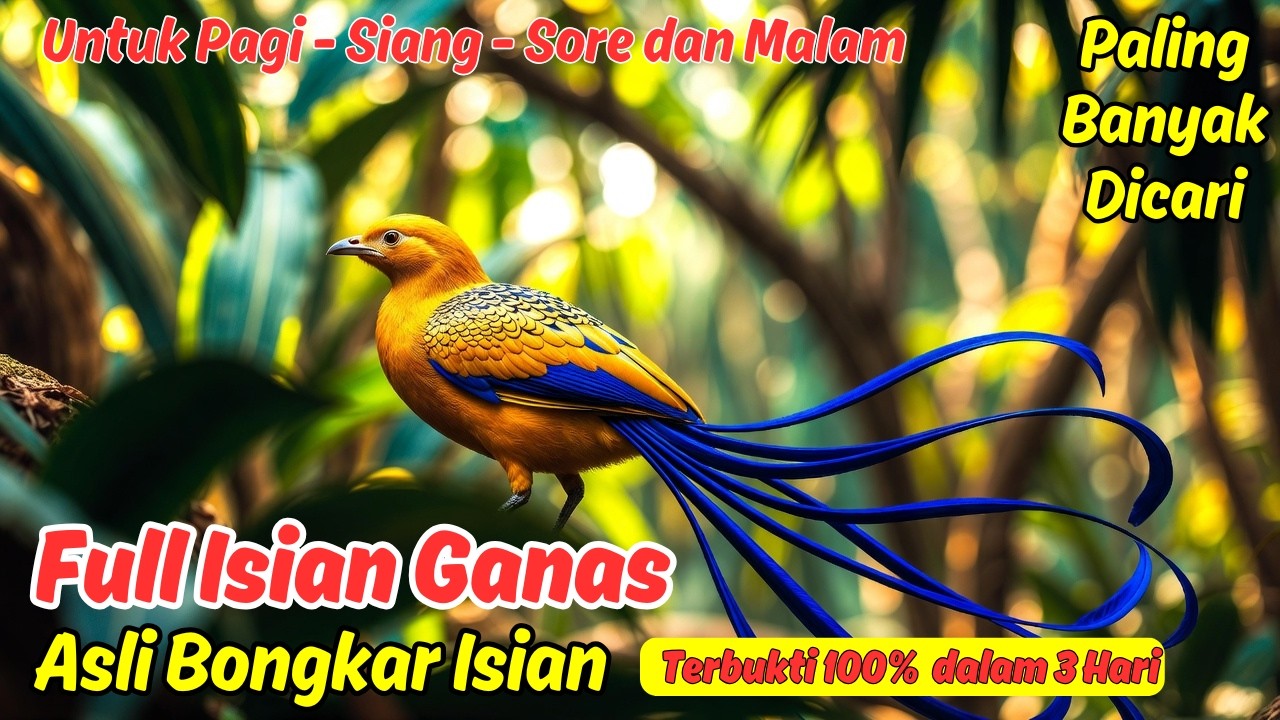 Masteran atau Pancingan Murai Batu Harian Isian Variatif Bikin Gacor