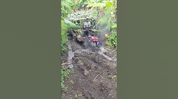 #shorts xe công nông chở chuối đường lầy ngấp máy cực khỏe và cái kết #xe_công_nông