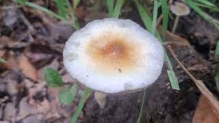 Magic Mushrooms in The Wild Identification.