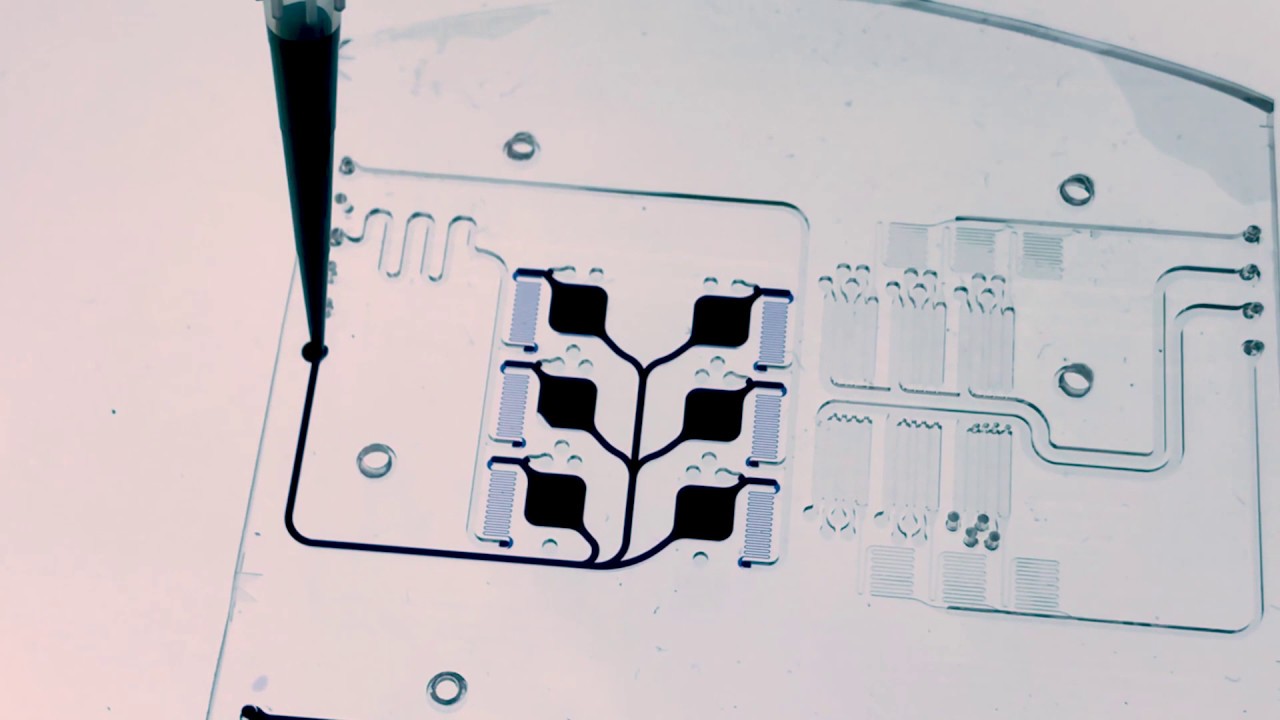 Dan Huh’s Organs-on-Chips and Organoids: Best of Both Worlds