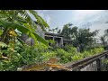 Clean up to revive an abandoned house full of life - Overgrown house transformed spectacularly