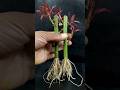 How to Grow Rose Tree from Cutting In A Turmeric Powder (New Techniques)