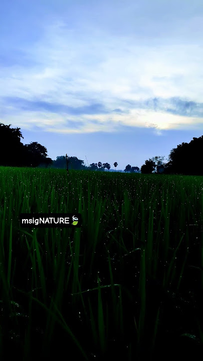 Huwa AlQuran #maherzain #reels #video #nature #video #shorts #viral