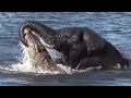 Big animal fights - natures heavyweights face off!