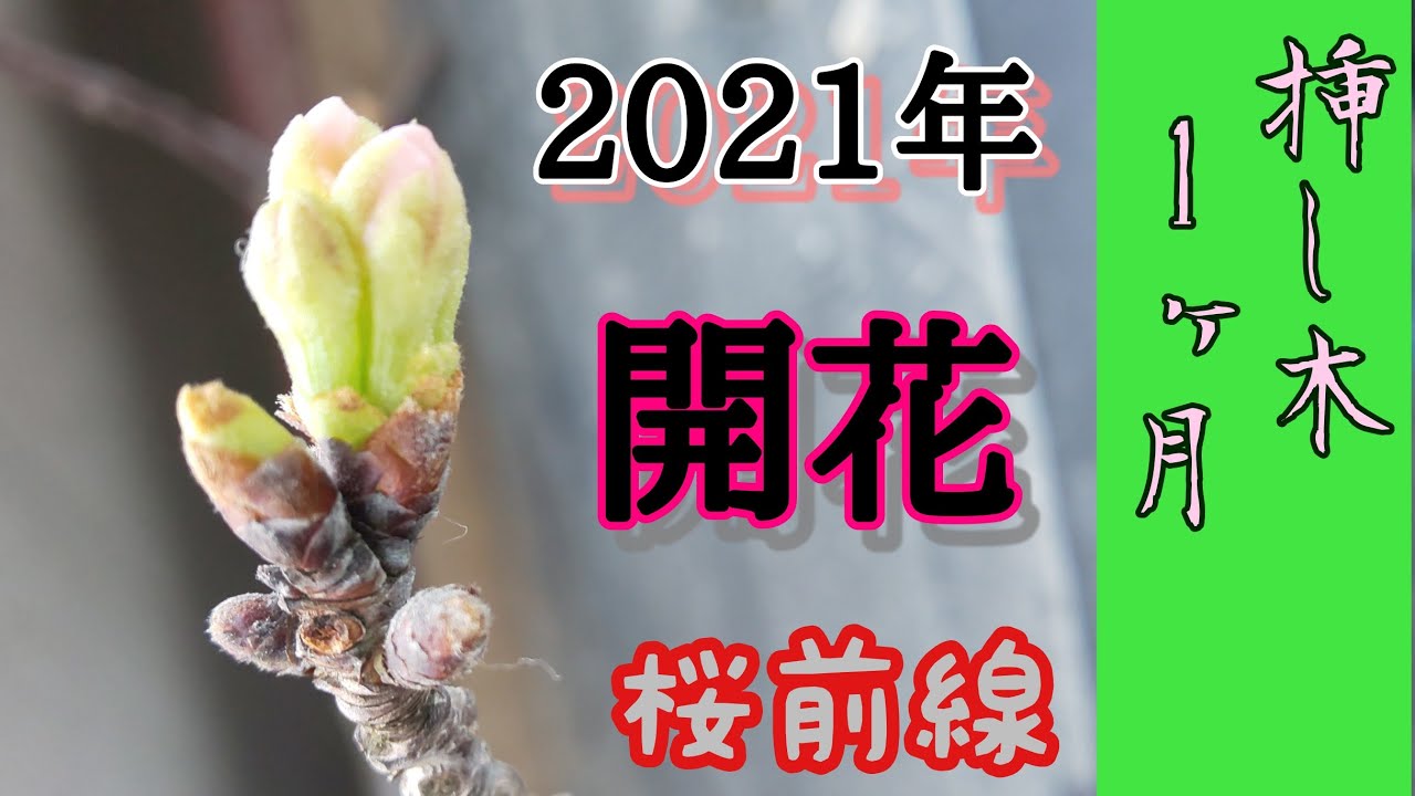 桜 挿し木 その後 開花目前 21 神奈川桜前線 花見 Youtube 桜 挿し木 その後 開花目前 21 神奈川桜前線 花見 Youtube