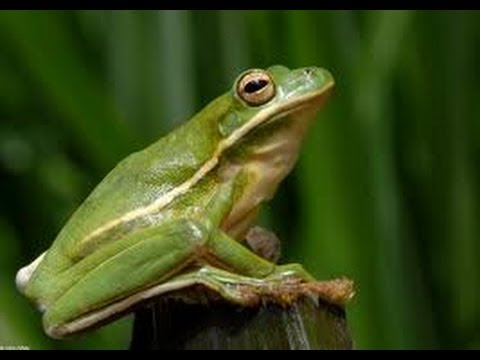 How To Setup A American Green Tree Frog Terrarium Youtube