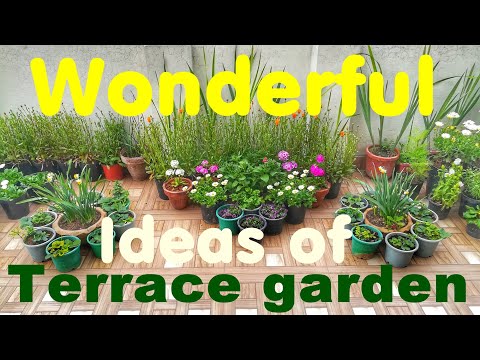 How I enjoy my terrace garden! Isn't it inspiring?