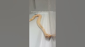 Royal python / ball python in the bath