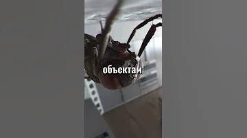 Зачем мухи потирают лапки?