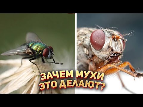 Видео: Что означает промывание мух?