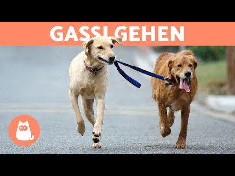 Video: Wie Man Mit Hunden Richtig Nach Dem Gesetz Spazieren Geht