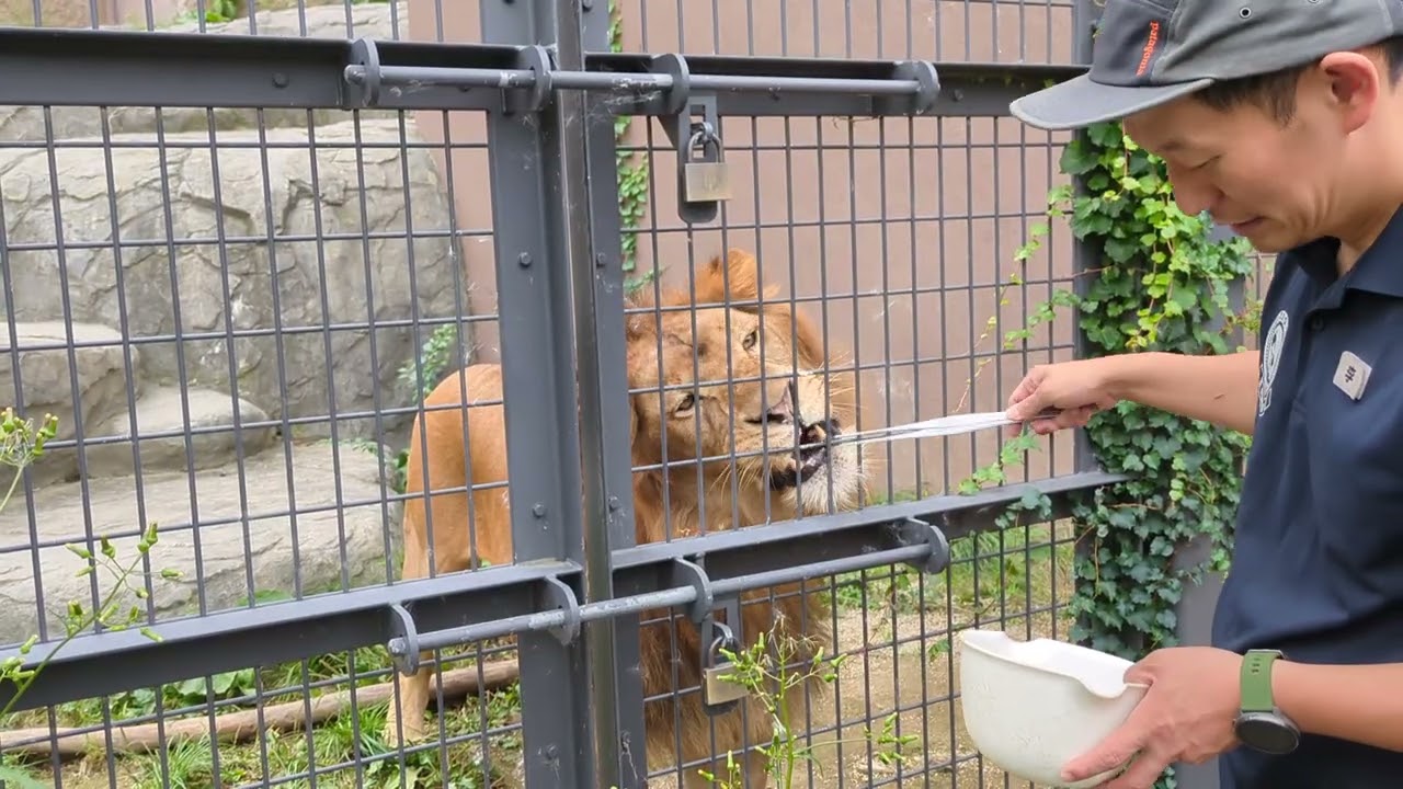 円山動物園だより】ネコ科の動物の中で唯一群れ（プライド）で行動し