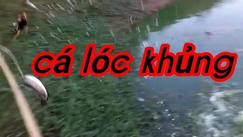 Nhấp cá lóc khủng bằng vịt( gò công đông- tiền giang)và cái kết.......(săn bắt gò công tv)