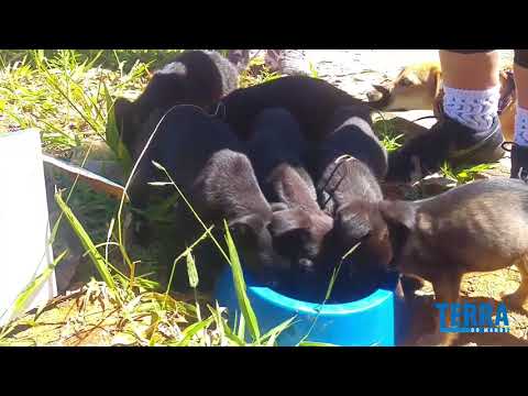 Abandona filhotes de cachorro