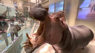 Washington DC | Smithsonian National Museum of Natural History | Mammals | observing tour.