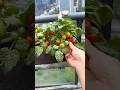 Dica de horta #horta #plantas #hortaemcasa #dicasdejardinagem #hortaorganica