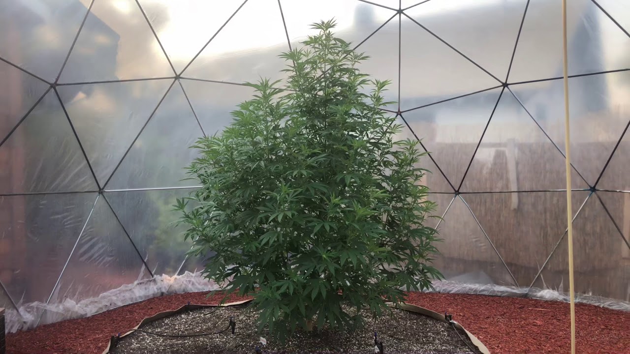 2018 outdoor medical cannabis garden update