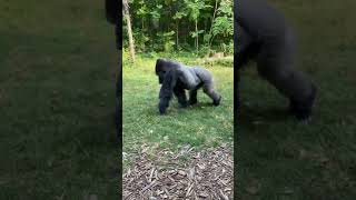 When a Gorilla Had Enough Of People taking pics  watch the Funniest Moment at The Zoo!